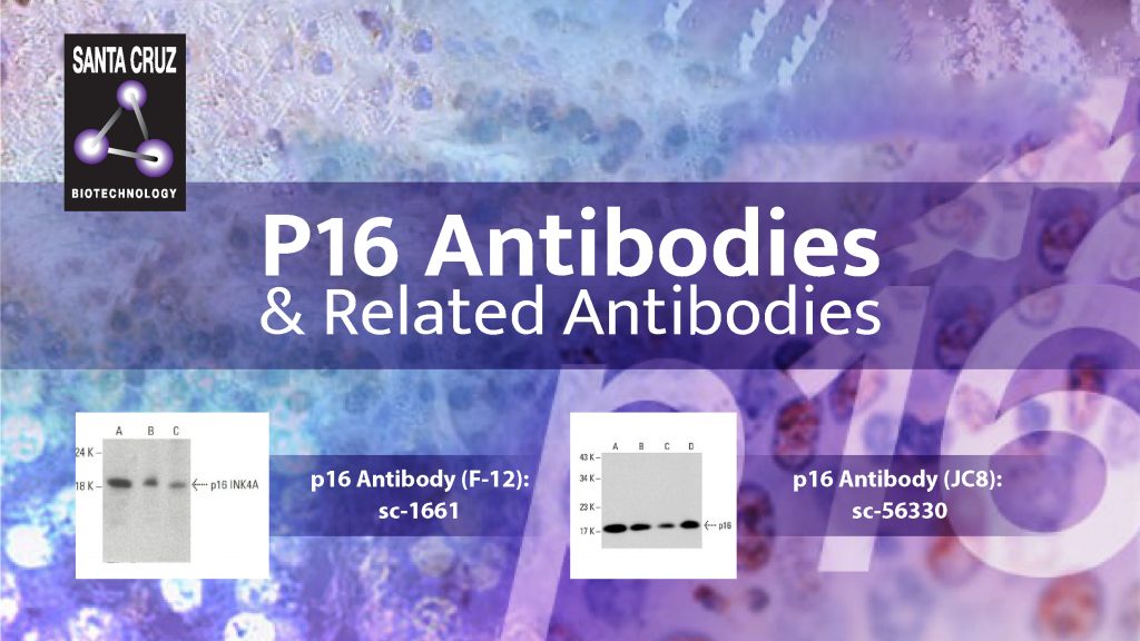 BioSynTech Malaysia Group Sdn Bhd SANTA CRUZ P16 Antibodies