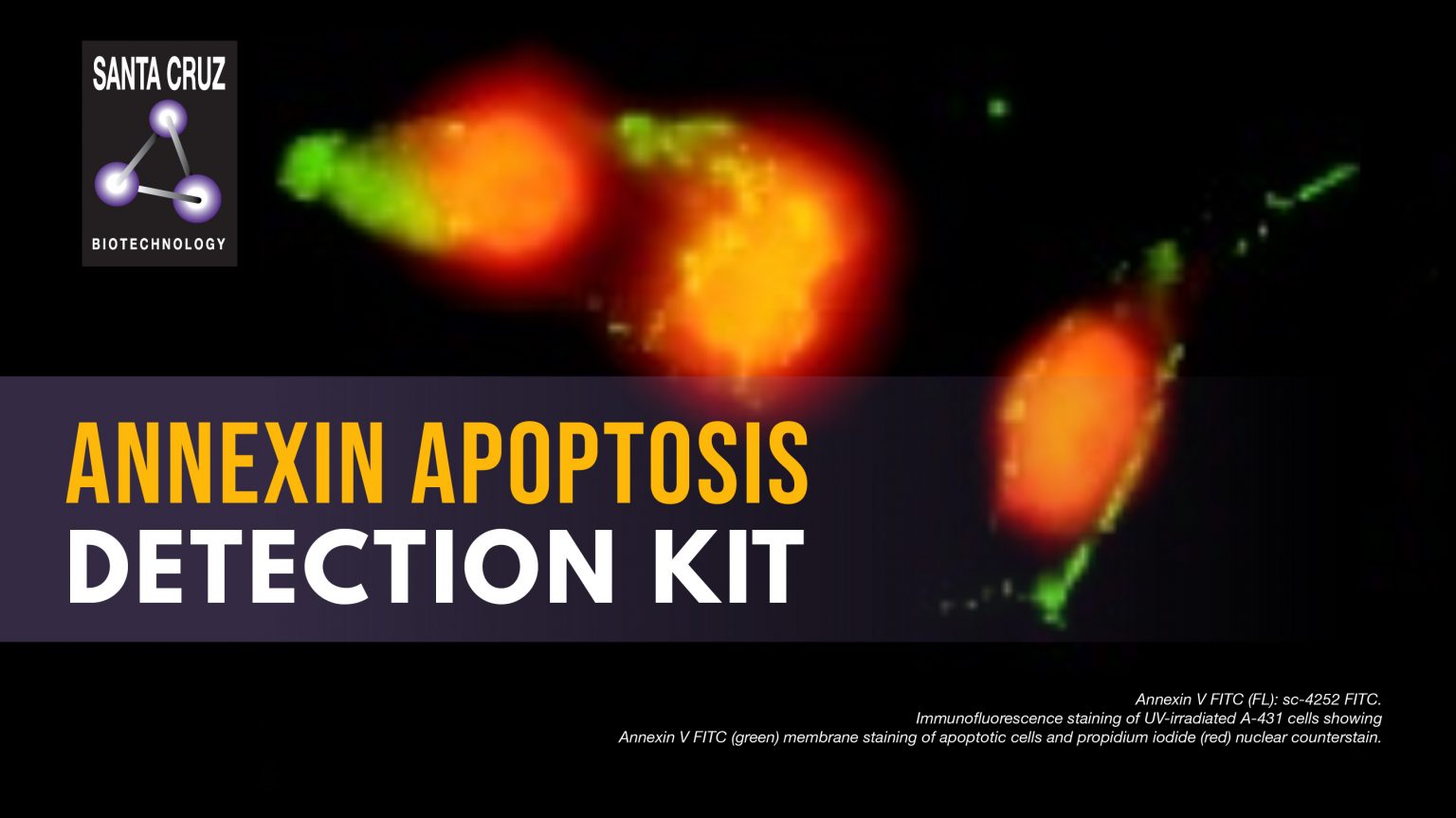 BioSynTech Malaysia Group Sdn Bhd [SCBT] Annexin Apoptosis Detection Kit