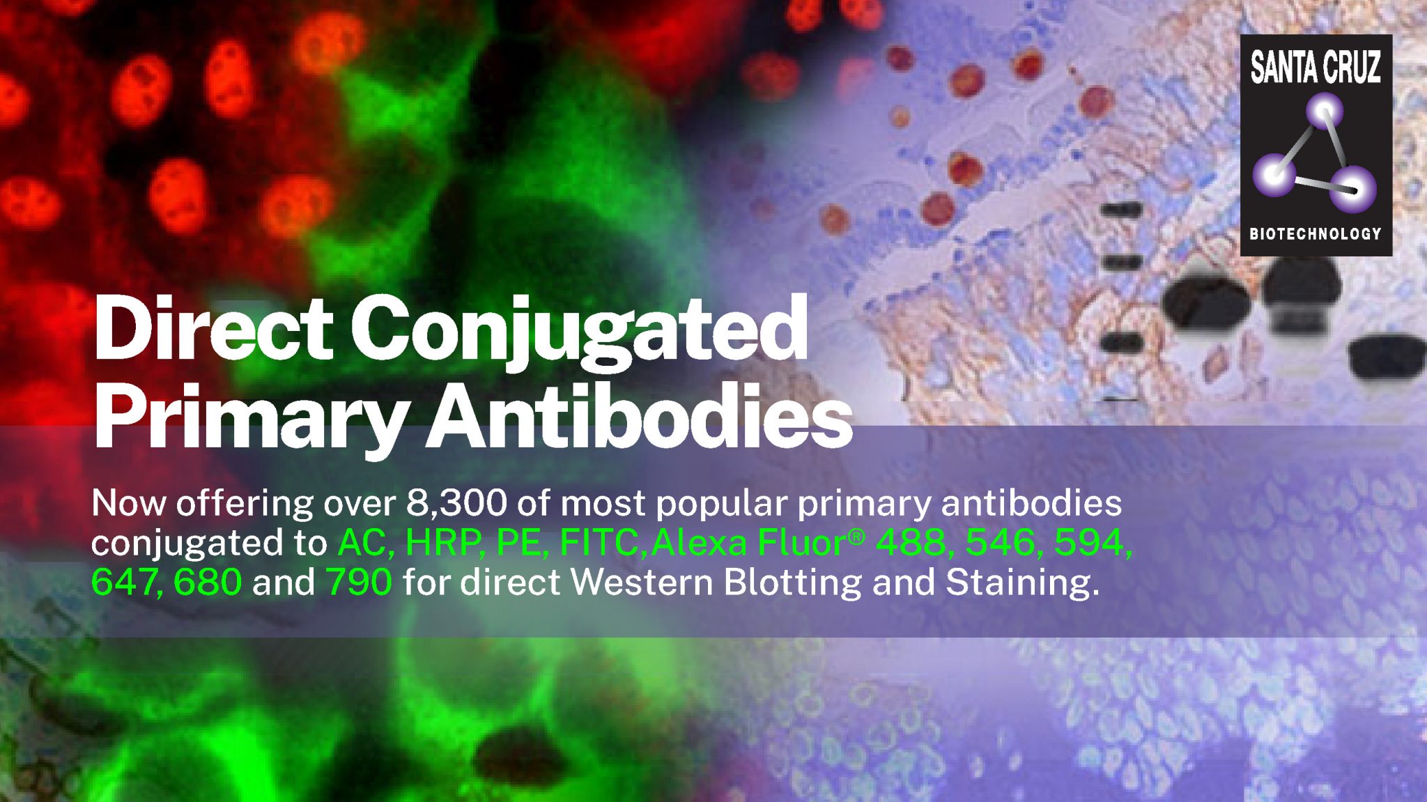 BioSynTech Malaysia Group Sdn Bhd [SCBT] Direct Conjugated Primary